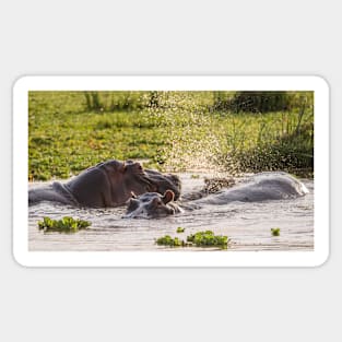 Hippos of Lake Manyara #4 Sticker